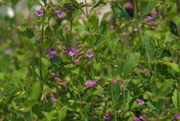 Clinopodium grandiflora Grote steentijm bestellen